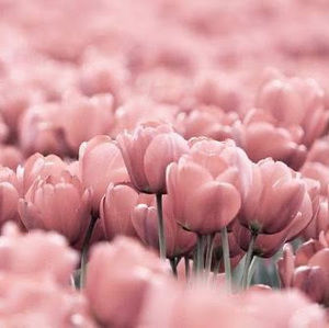 Meet your Posher, Haneen